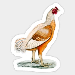 Giant Rooster vintage colorful illustration in drawing Sticker